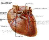 Anatomie:hart,longen,mediastinum,vagus,azygos,trachea,bronchus,vena cava,slokdarm,oesophagus,larynx,cor,diaphragma